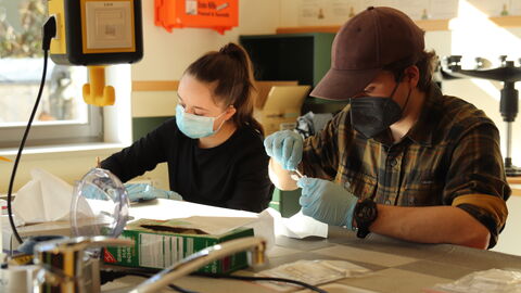 Untersuchung von Haaren der Wildkatze