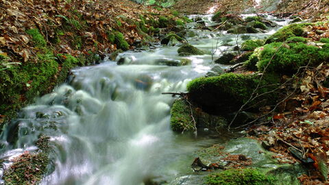 Hundsbach Hundsbach mit Wasser im Nationalpark