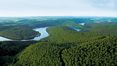 Das Buchenmeer Buchenwald mit Edersee