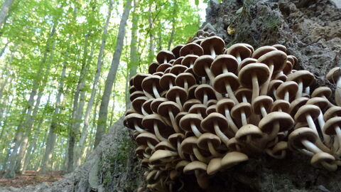 Pilze am Stammfuß Pilze am Stammfuß einer Buche