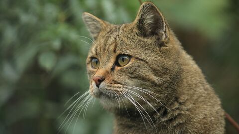 Wildkatze Wildkatze