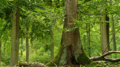 Buchen-Riesen Wald mit massivem Stamm einer stehenden Buche