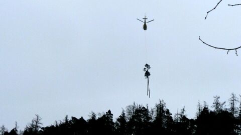 Helikopter transportiert Kiefern