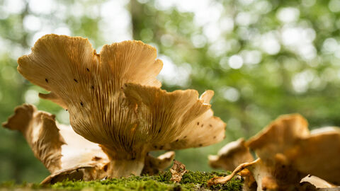 Pilz mit Fliegen am Waldboden