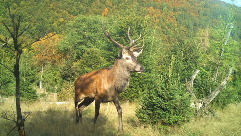Rothirsch in der Fotofalle Hirsch im Wald