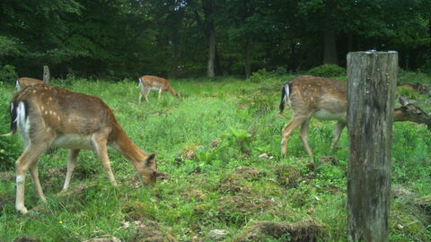 Rudel Damwild Rudel Damwild beim Fressen