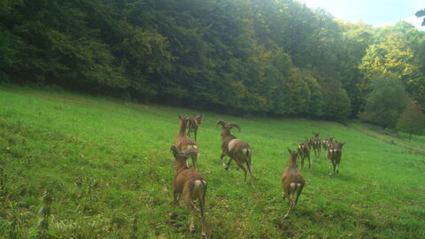 Muffelwild-Rudel Rudel Muffelwild rennt über Wiese