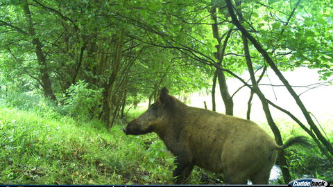 Schwarzwild am Bachlauf Weibliches Schwarzwild am Bachlauf