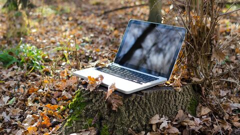 Natur gemeinsam erforschen Laptop steht im Wald auf einem Baumstumpf