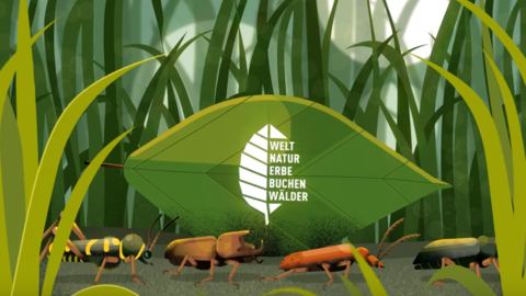 Käfer tragen Buchenblatt auf ihrem Rücken