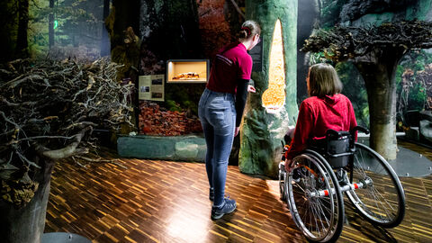 Ausstellung im NationalparkZentrum Besucher besichtigt Ausstellung im Nationalparkzentrum