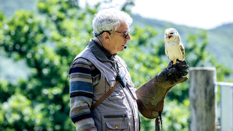 Falkner mit Schleiereule auf der Hand