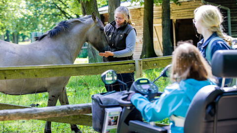 Mit dem Scooter in den WildtierPark Edersee Zwei Personen beobachten Sorraia-Pferd im Wildpark