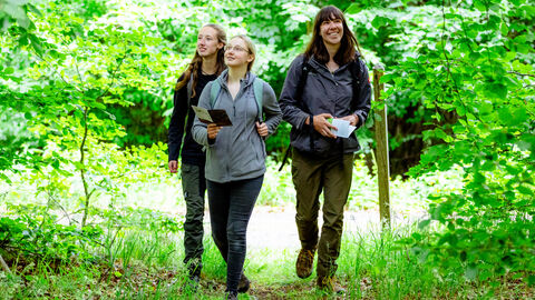 Eintauchen ins Buchenmeer Drei Personen wandern im Wald
