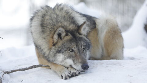 Wolf liegt auf Schnee