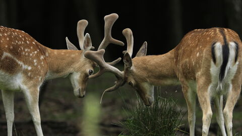 Zwei Damhirsche