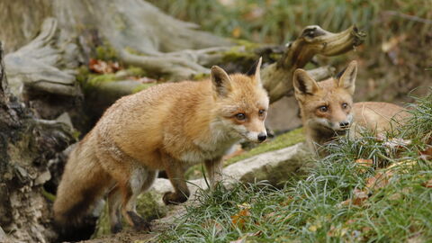Zwei Füchse