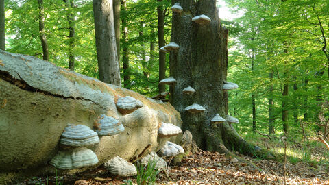 Baumstamm mit Pilzen