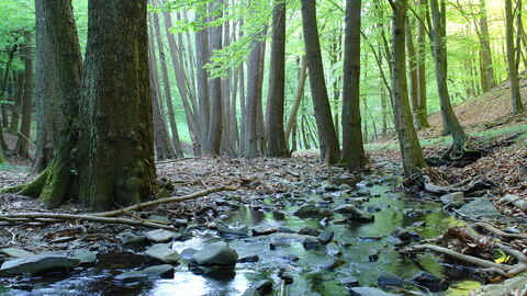 Bärenbach Bach fließt durch Wald