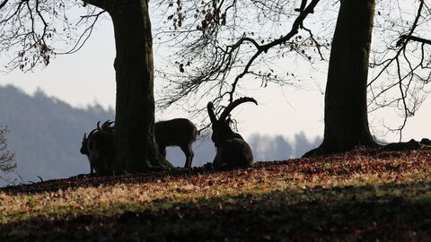 Alpen-Steinböcke mit Bäumen