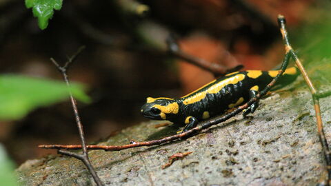 Feuersalamander | Nationalpark Kellerwald-Edersee