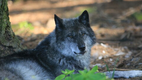 Timberwolf liegt auf Boden