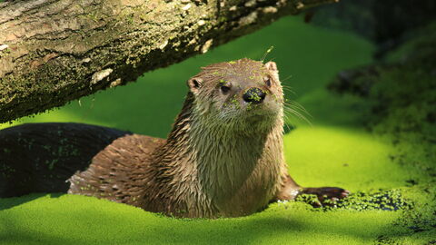 Fischotter im Wasser