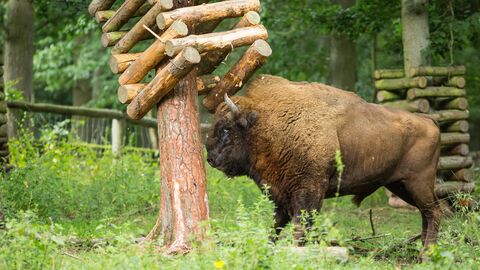 Wisent-Bulle