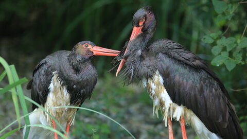 Zwei Schwarzstörche