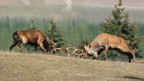 Zwei Rothirsche im Kampf