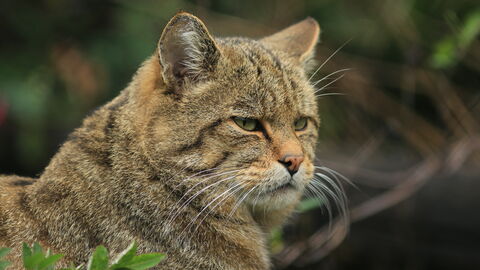 Portrait einer Wildkatze