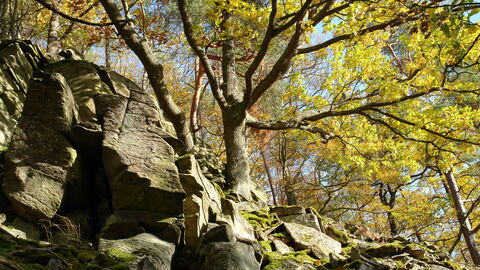 Blockwälder Eiche steht auf Felsen