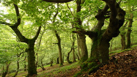 Knorrige Eichen und Buchen am Hang