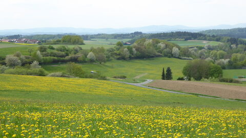 Wiese mit blühendem Löwenzahn