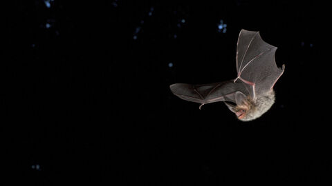 Bechstein-Fledermaus Fledermaus im Flug