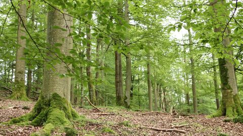 Buchenwald Buchenwald im Sommer