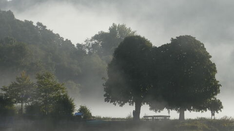Zwei Bäume stehen im Nebel, Nationalpark im Hintergrund