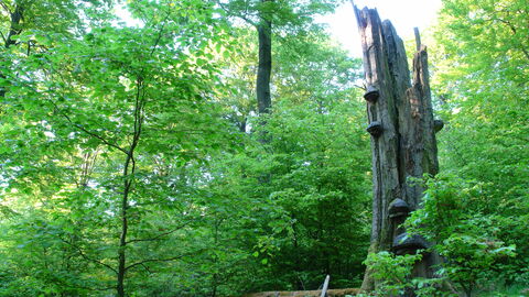 Natur Natur sein lassen Baumstamm mit Pilzen steht zwischen anderen Bäumen