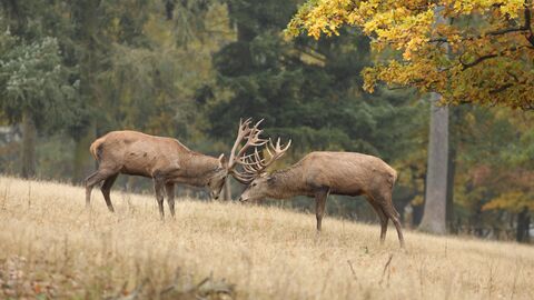 Zwei Rothirsche auf Wiese