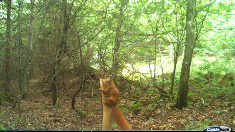 Eichhörnchen Eichhörnchen mit Fotofalle aufgenommen