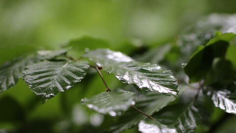Buchenblätter im Regen