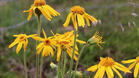 Schutz der seltenen Arnika Blüten der Arnika