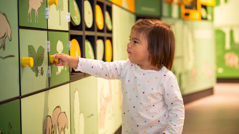 Kind öffnet Ausstellungselement in der Kellerwalduhr
