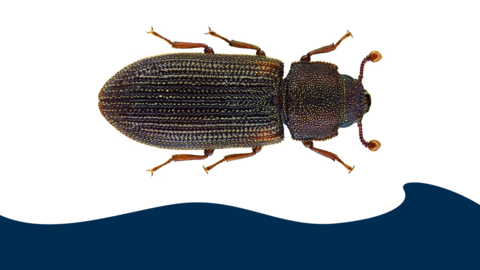 Foto von Reitters Rindenkäfer