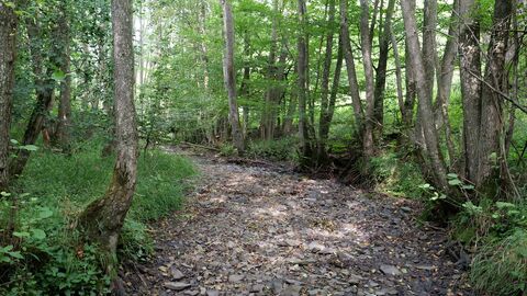 Folgen des Klimawandels: Die Banfe ist in den vergangenen vier Jahren streckenweise über mehrere Monate gänzlich trockengefallen. Aufgrund der klimatisch bedingten Dürre in den Sommermonaten fehlt in den Nationalpark-Bächen Wasser – immer weniger Fische sind dadurch nachweisbar