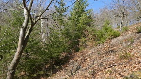 Foto einer Douglasie: Gebietsfremde Baumart: Die Douglasie kommt aus Nordamerika, fühlt sich insbesondere in Zeiten des Klimawandels in unseren Gefilden so wohl, dass sie an bestimmten Standorten heimische Baumarten verdrängt – so auch in den wertvollen Steilhangwäldern am Edersee. Um diese zu bewahren, greift die Nationalparkverwaltung ein und entnimmt derzeit Douglasien im Erweiterungsgebiet