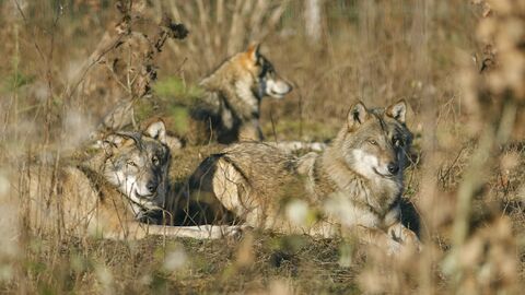 Zurückgekehrt: Der Wolf wurde auch in Nordhessen wieder gesichtet. Um regionale Tierhalter auf die Rückkehr des Wolfes vorzubereiten, über präventive Schutzmaßnahmen zu informieren und in einen Dialog zu treten, finden am 29. März in Waldeck und am 30. März in Frankenau zwei Vortragsveranstaltungen statt