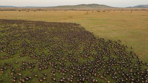 Luftbild von Tierherde in der Serengeti