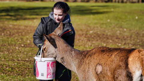 Fütterung des Rotwildes Person füttert Rotwild mit Futter aus einem Eimer