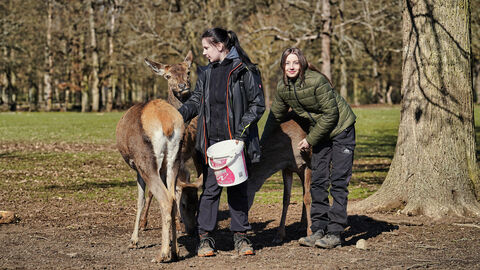 Das Rotwild ist sehr zutraulich Personen füttern Rotwild